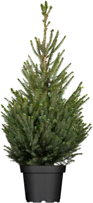 Zwerg-Zuckerhut-Fichte 'Sander´s Blue' - Picea glauca 'Sander's Blue'