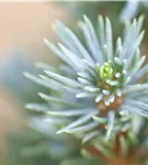 Zwerg-Zuckerhut-Fichte 'Sander´s Blue' - Picea glauca 'Sander's Blue'