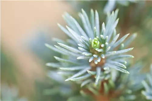 Zwerg-Zuckerhut-Fichte 'Sander´s Blue' - Picea glauca 'Sander's Blue'