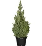 Zwerg-Zuckerhut-Fichte 'Sander´s Blue' - Picea glauca 'Sander's Blue'