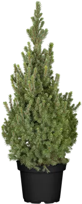 Zwerg-Zuckerhut-Fichte 'Sander´s Blue' - Picea glauca 'Sander's Blue'