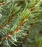 Zwerg-Zuckerhut-Fichte 'Sander´s Blue' - Picea glauca 'Sander's Blue'