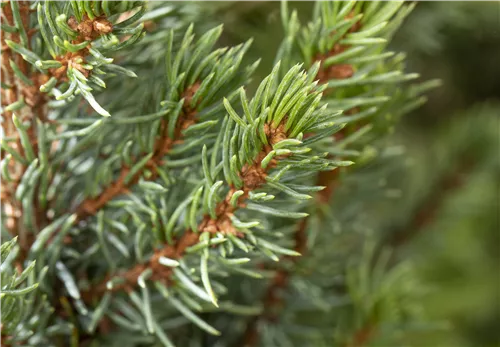 Zwerg-Zuckerhut-Fichte 'Sander´s Blue' - Picea glauca 'Sander's Blue'