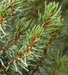 Zwerg-Zuckerhut-Fichte 'Sander´s Blue' - Picea glauca 'Sander's Blue'