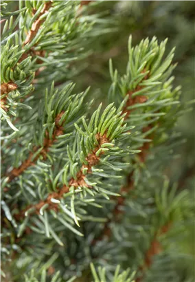 Zwerg-Zuckerhut-Fichte 'Sander´s Blue' - Picea glauca 'Sander's Blue'