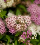 Synonym - Spiraea japonica 'Genpei'