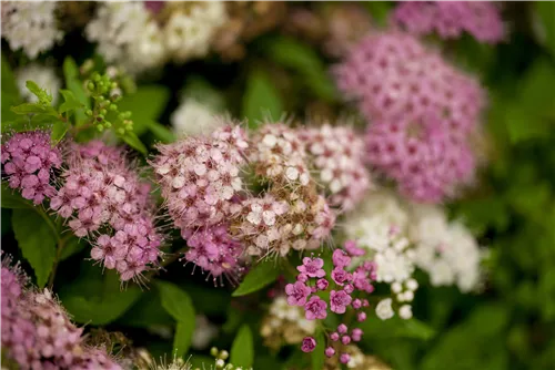 Synonym - Spiraea japonica 'Genpei'