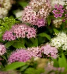 Synonym - Spiraea japonica 'Genpei'