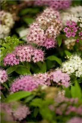 Synonym - Spiraea japonica 'Genpei'