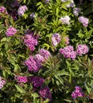 Synonym - Spiraea japonica 'Genpei'