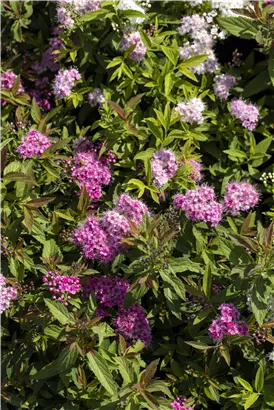 Synonym - Spiraea japonica 'Genpei'