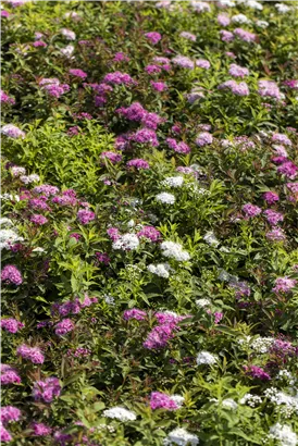 Synonym - Spiraea japonica 'Genpei'