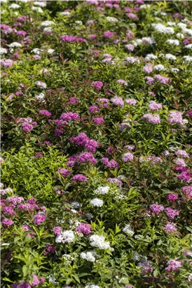 Synonym - Spiraea japonica 'Genpei'