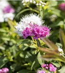 Synonym - Spiraea japonica 'Genpei'