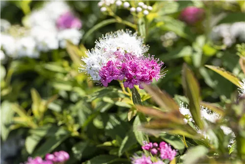 Synonym - Spiraea japonica 'Genpei'