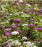 Synonym - Spiraea japonica 'Genpei'