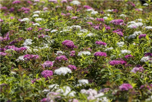 Synonym - Spiraea japonica 'Genpei'