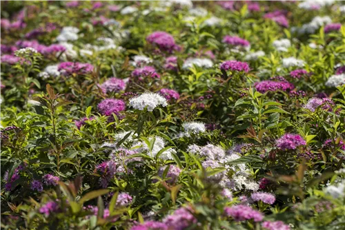 Synonym - Spiraea japonica 'Genpei'