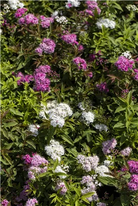 Synonym - Spiraea japonica 'Genpei'