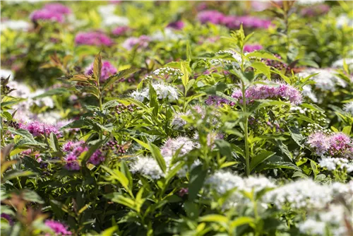 Synonym - Spiraea japonica 'Genpei'