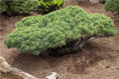 Blaue Mädchenkiefer 'Glauca' - Pinus parviflora 'Glauca'