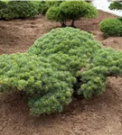 Blaue Mädchenkiefer 'Glauca' - Pinus parviflora 'Glauca'