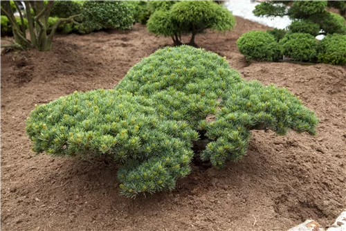 Blaue Mädchenkiefer 'Glauca' - Pinus parviflora 'Glauca'