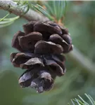 Blaue Mädchenkiefer 'Glauca' - Pinus parviflora 'Glauca'