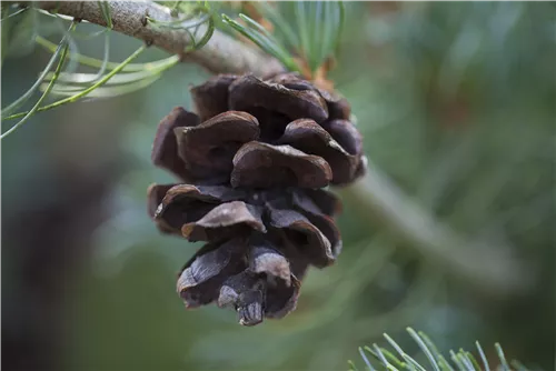 Blaue Mädchenkiefer 'Glauca' - Pinus parviflora 'Glauca'