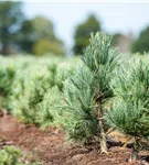 Blaue Mädchenkiefer 'Glauca' - Pinus parviflora 'Glauca'