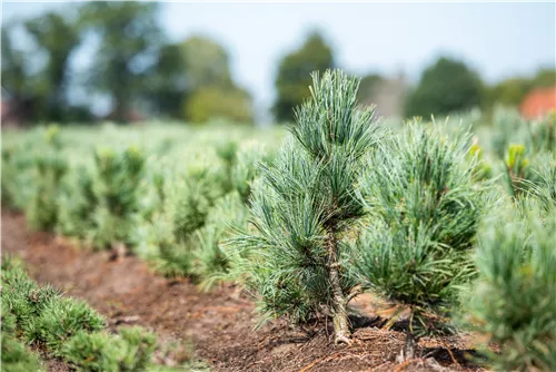 Blaue Mädchenkiefer 'Glauca' - Pinus parviflora 'Glauca'