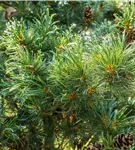 Blaue Mädchenkiefer 'Glauca' - Pinus parviflora 'Glauca'