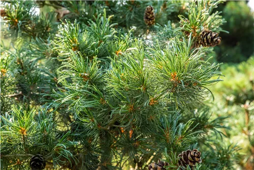 Blaue Mädchenkiefer 'Glauca' - Pinus parviflora 'Glauca'