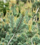 Blaue Mädchenkiefer 'Glauca' - Pinus parviflora 'Glauca'