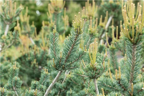 Blaue Mädchenkiefer 'Glauca' - Pinus parviflora 'Glauca'