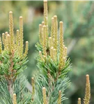 Blaue Mädchenkiefer 'Glauca' - Pinus parviflora 'Glauca'