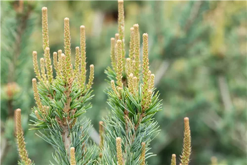 Blaue Mädchenkiefer 'Glauca' - Pinus parviflora 'Glauca'