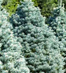 Zwerg-Korktanne 'Compacta' - Abies lasiocarpa 'Compacta'