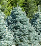 Zwerg-Korktanne 'Compacta' - Abies lasiocarpa 'Compacta'