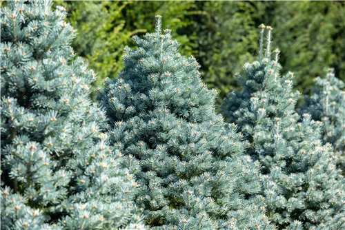 Zwerg-Korktanne 'Compacta' - Abies lasiocarpa 'Compacta'