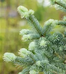 Zwerg-Korktanne 'Compacta' - Abies lasiocarpa 'Compacta'