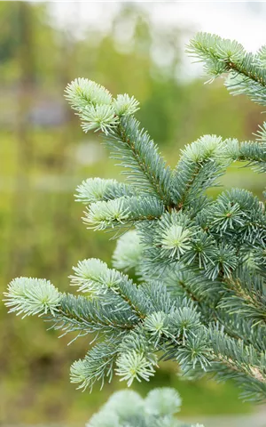 Abies lasiocarpa 'Compacta'