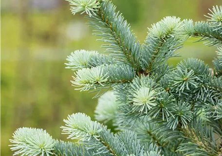 Abies lasiocarpa 'Compacta' - Zwerg-Korktanne 'Compacta'