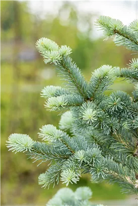 Zwerg-Korktanne 'Compacta' - Abies lasiocarpa 'Compacta'