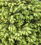 Serbische Kegelfichte 'Nana' - Picea omorika 'Nana'