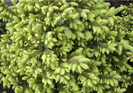 Picea omorika 'Nana' - Serbische Kegelfichte 'Nana'