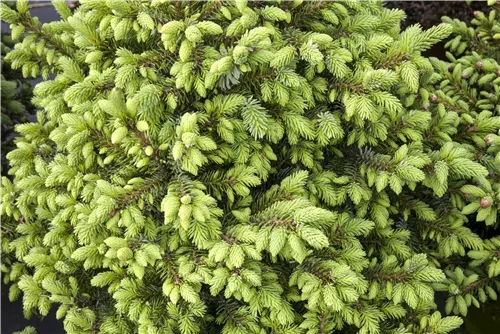 Serbische Kegelfichte 'Nana' - Picea omorika 'Nana'