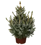 Serbische Kegelfichte 'Nana' - Picea omorika 'Nana'