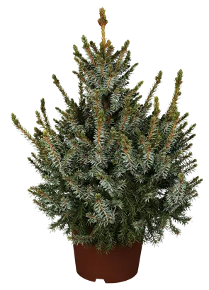 Serbische Kegelfichte 'Nana' - Picea omorika 'Nana'