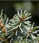 Serbische Kegelfichte 'Nana' - Picea omorika 'Nana'